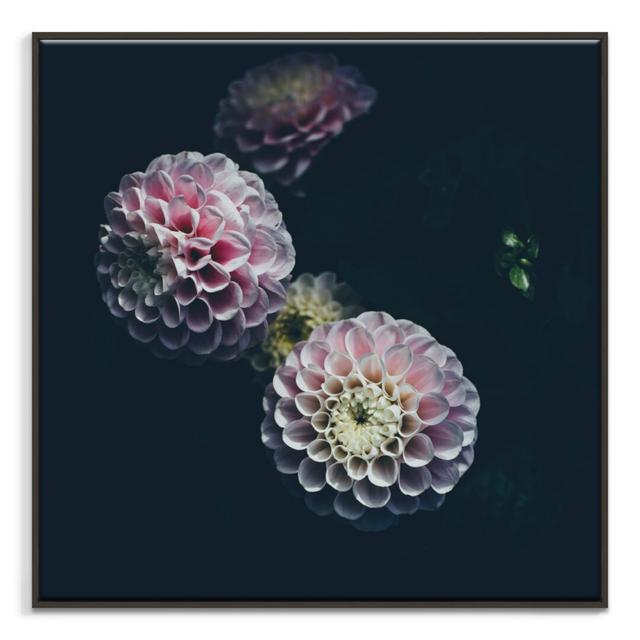 'Darling Dahlia' Framed Photograph on Canvas East Urban Home Size: 61cm H x 61cm W, Format: Wrapped Canvas on Productcaster.