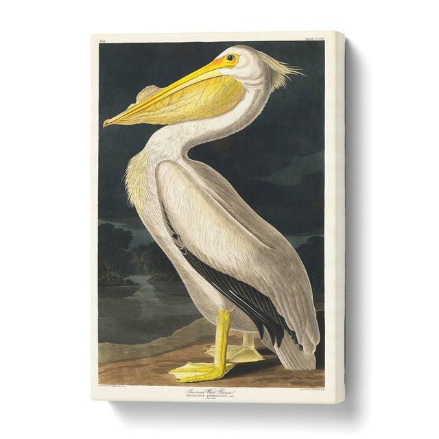 'American White Pelican' by John James Audubon - Wrapped Canvas Painting Print East Urban Home Size: 61 cm H x 40.6 cm W on Productcaster.