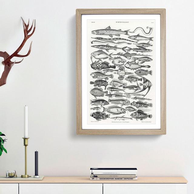 Study of Fish XLVH by Oliver Goldsmith - Picture Frame Drawing Print East Urban Home Frame Option: Oak Framed, Size: 36cm H x 27cm W x 2cm D on Productcaster.