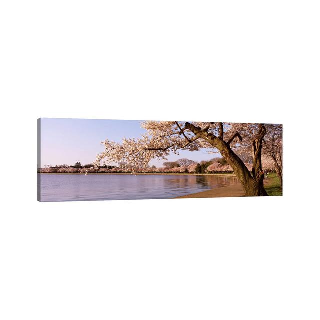 Cherry Blossom Tree Along A Lake, Potomac Park, Washington DC, USA Union Rustic Size: 40.64cm H x 121.92cm W x 1.91cm D on Productcaster.