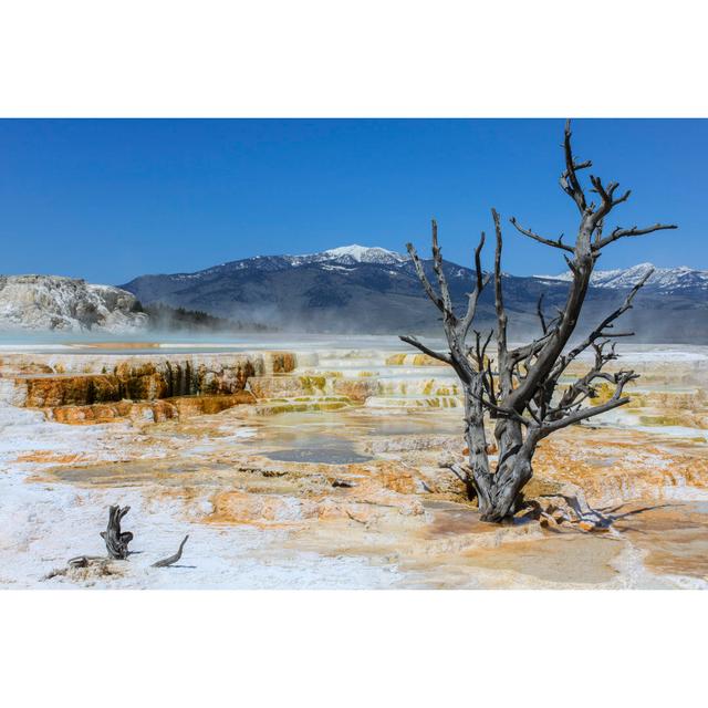 Dead Tree - Wrapped Canvas Photograph Latitude Run Size: 30cm H x 46cm W x 3.8cm D on Productcaster.