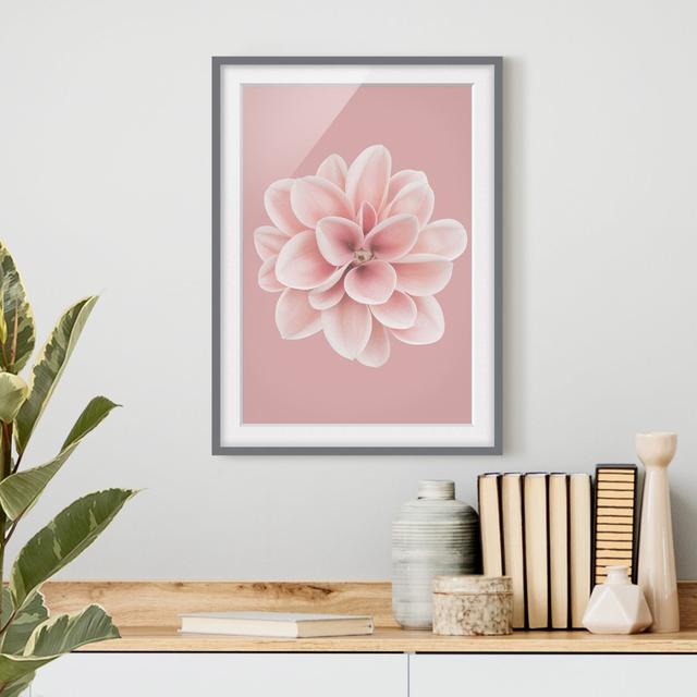 Dahlia Pink Blush Flower Centered - Picture Frame Graphic Art Ebern Designs Size: 100cm H x 70cm W x 2cm D, Frame Option: Grey Framed on Productcaster.