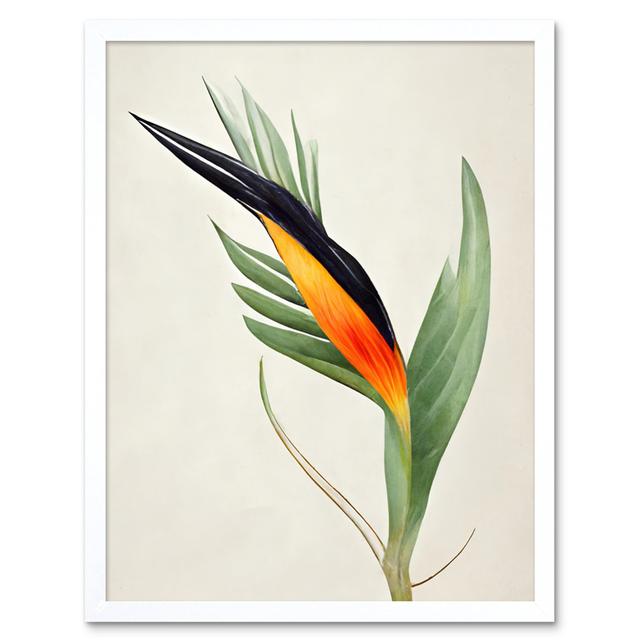 Tropical Bird Of Paradise Flower - Print Wee Blue Coo Format: White Framed Paper, Size: 25.9cm H x 20.6cm W x 1.5cm D on Productcaster.