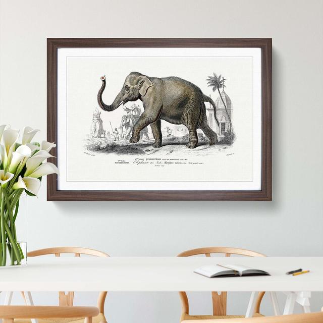 Asian Elephant by Charles D' Orbigny - Single Picture Frame Painting East Urban Home Format: Walnut, Size: 24cm H x 33cm W x 2cm D on Productcaster.