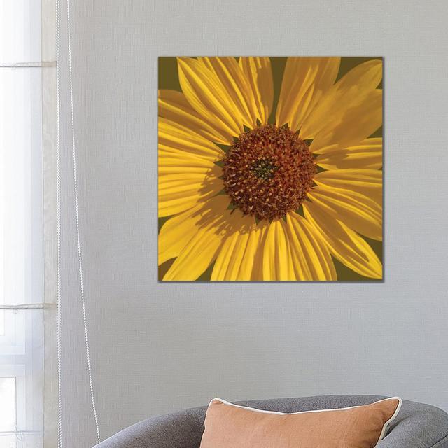 Closeup Daisy by Louis Ruth - Wrapped Canvas Print Brambly Cottage Size: 66.04cm H x 66.04cm W x 1.91cm D on Productcaster.