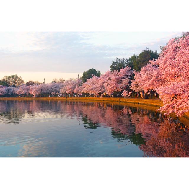 Blossoming Cherry Trees At Dawn Around Tidal Basin, Washington DC by Amedved - Wrapped Canvas Print Ebern Designs Size: 20cm H x 30cm W on Productcaster.