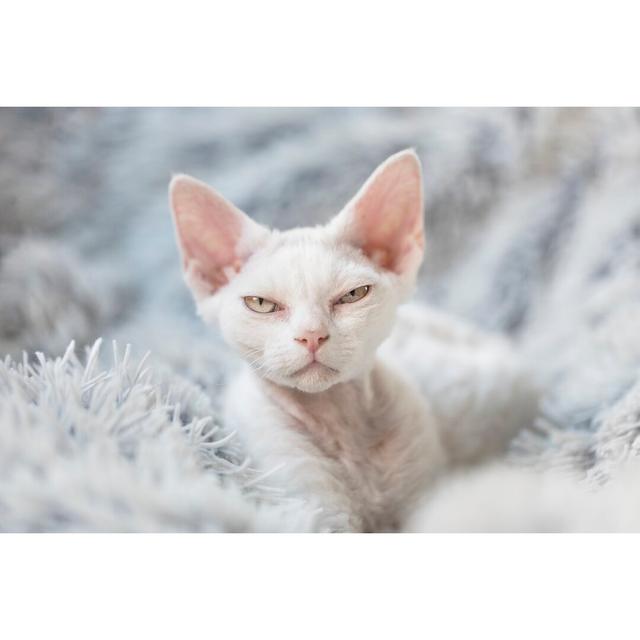 A Grumpy White Devon Rex Kitten by Angela Kotsell - Wrapped Canvas Photograph Ebern Designs Size: 81cm H x 122cm W on Productcaster.