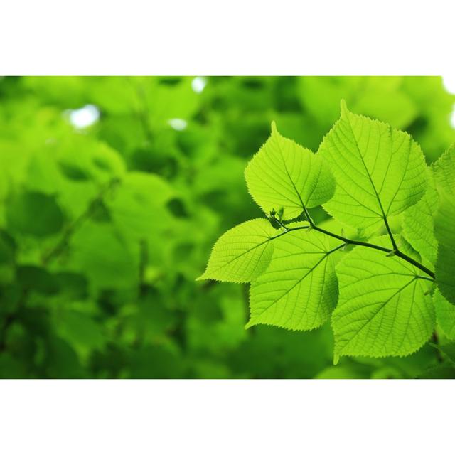 Fresh Leaves von Macroworld - Kunstdrucke auf Leinwand ohne Rahmen 17 Stories Größe: 81cm H x 122cm B on Productcaster.