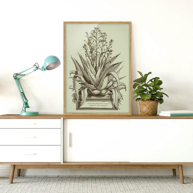 Vintage Aloe Vera Americana Major - Picture Frame Graphic Art Brambly Cottage Frame Option: Brown Framed, Size: 70cm H x 50cm W x 2cm D on Productcaster.