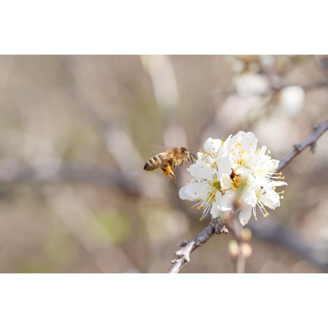 Hoadley Close Up Of Bee by 2xWilfinger - Wrapped Canvas Photograph 17 Stories Size: 20cm H x 30cm W x 3.8cm D on Productcaster.