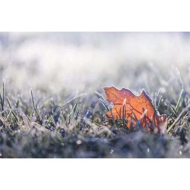 Fallen Leaf Covered In Winter Frost Ebern Designs Size: 81cm H x 122cm W x 3.8cm D on Productcaster.