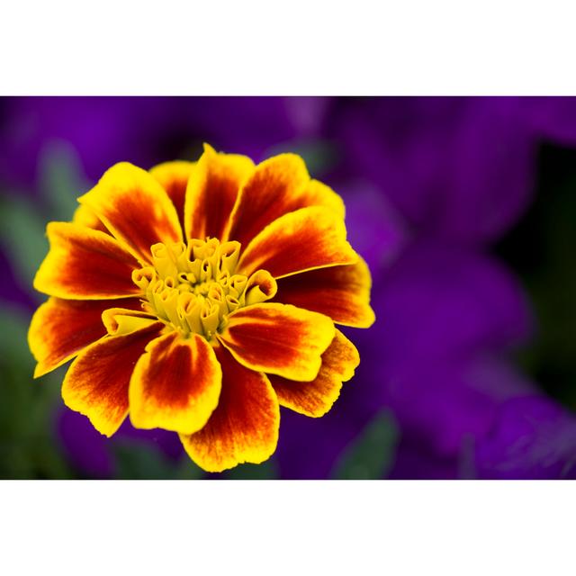 Marigold - Wrapped Canvas Print 17 Stories Size: 30cm H x 46cm W x 3.8cm D on Productcaster.