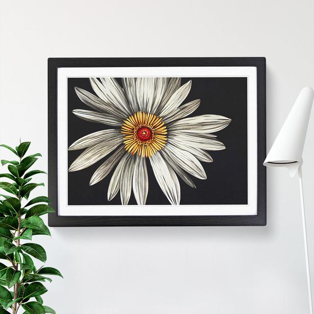 Flourishing Daisy Flower - Picture Frame Graphic Art ClassicLiving Frame Colour: Black, Size: 34cm H x 46cm W x 2cm D on Productcaster.