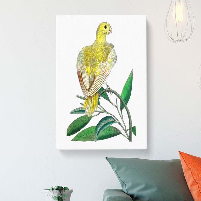 Yellow Parakeet by George Shaw - Wrapped Canvas Print East Urban Home Size: 50cm H x 35cm W x 3cm D on Productcaster.