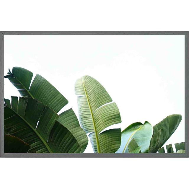 Sushant Banana Leaves - Single Picture Frame Art Prints Pergo Classics Size: 61cm H x 91cm W x 4cm D, Frame Colour: Grey on Productcaster.