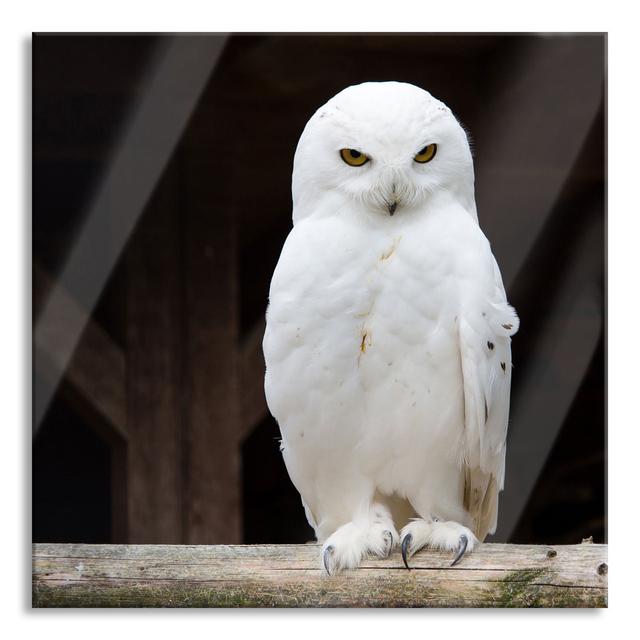 White Snow Owl - Unframed Photograph on Glass Union Rustic Size: 60cm H x 60cm W x 0.4cm D on Productcaster.