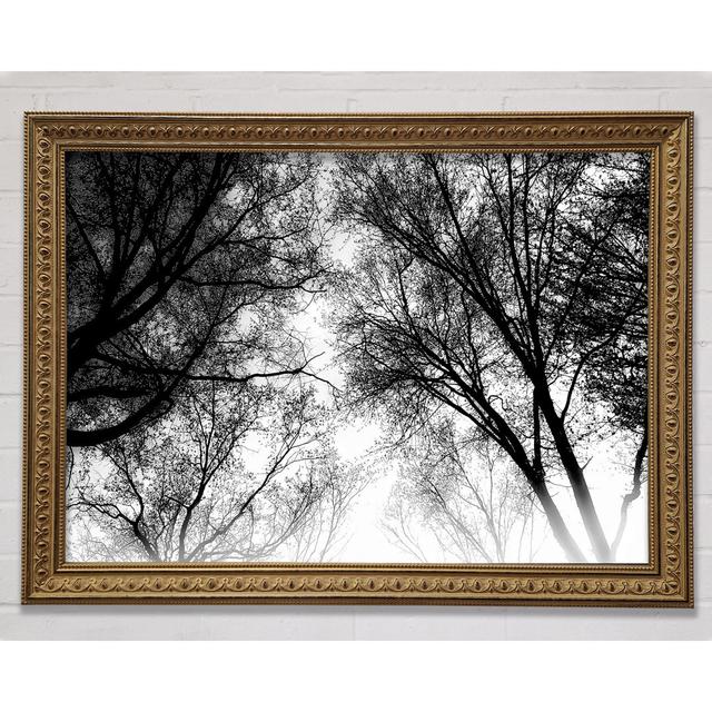 Forest Skies B N W Framed Print Bright Star Size: 29.7cm H x 42cm W x 3cm D on Productcaster.