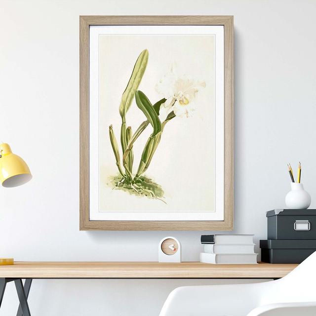 Magnolia Flowers Illustration Tab. 74 by Frederick Sander - Picture Frame Painting Print East Urban Home Size: 50cm H x 35cm W x 2cm D, Frame Option: on Productcaster.