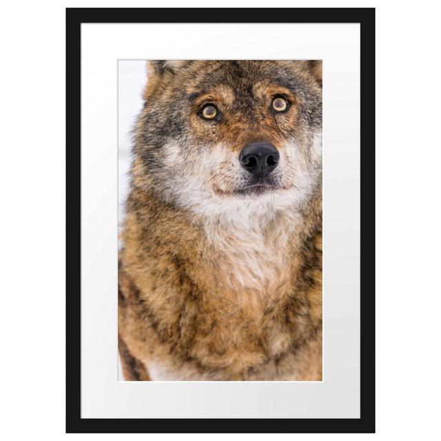 Gerahmtes Poster Niedlicher Wolf im Schnee East Urban Home Größe: 55 cm H x 40 cm B on Productcaster.