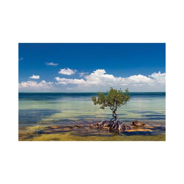 Single Mangrove Tree In The Gulf Of Mexico In The Florida Keys, Florida, USA PIM15745 House of Hampton Size: 66.04cm H x 101.6cm W x 1.91cm D on Productcaster.