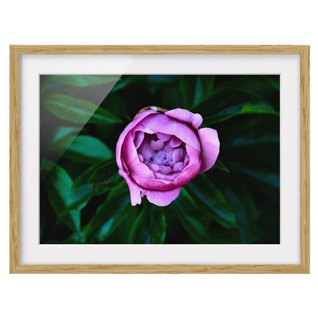 Purple Peony Blossom Before Leaves - Picture Frame Graphic Art ClassicLiving Frame Option: Brown Framed, Size: 40cm H x 55cm W x 2cm D on Productcaster.