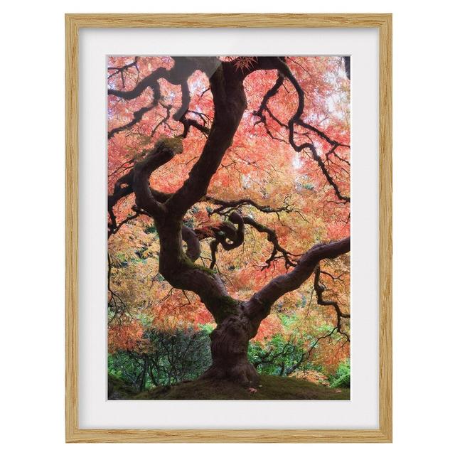 Japanese Garden Framed Photographic Art Print East Urban Home Size: 100 cm H x 70 cm W, Rahmenoptionen: Natural oak on Productcaster.