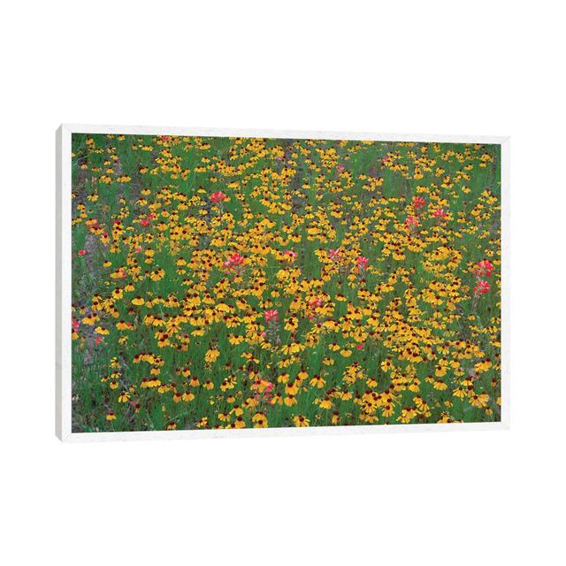 Paintbrush And Coreopsis Meadow, Hill Country, Texas von Tim Fitzharris - Gallery-Wrapped Canvas Giclée Lark Manor Format: Weiß gerahmt, Größe: 45,72 on Productcaster.