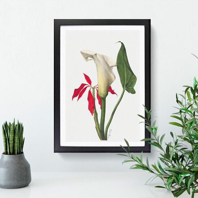 Calla Lily by Mary Vaux Walcott - Picture Frame Painting East Urban Home Size: 65cm H x 48cm W x 2cm D, Frame Option: Black Framed on Productcaster.