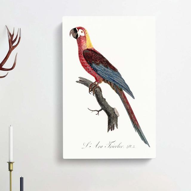 Cuban Macaw Parrot by Sarah Featon - Wrapped Canvas Painting Print East Urban Home Size: 60cm H x 40cm W x 3cm D on Productcaster.