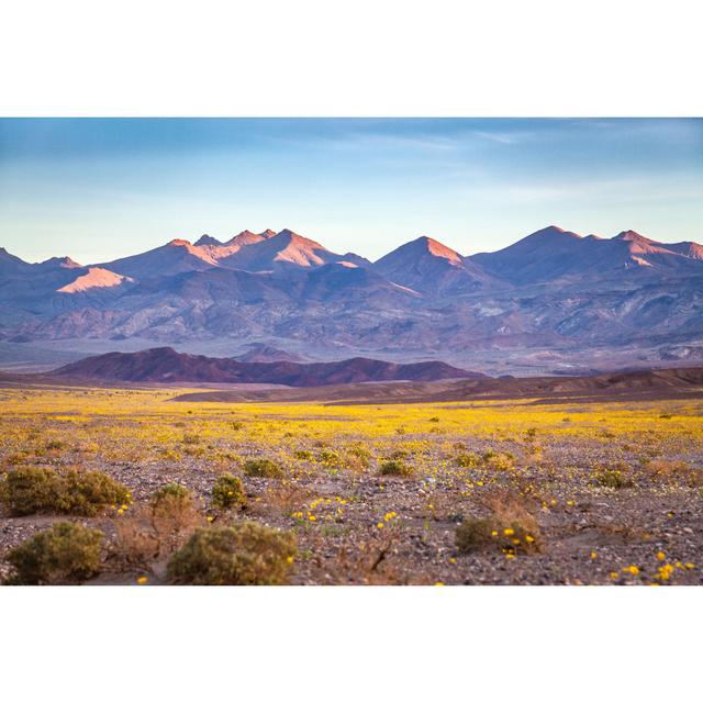 Super Bloom of Desert Gold Desert Wildflowers Death Valley by Gary Kavanagh - Wrapped Canvas Photograph Ebern Designs Size: 51cm H x 76cm W x 3.8cm D on Productcaster.