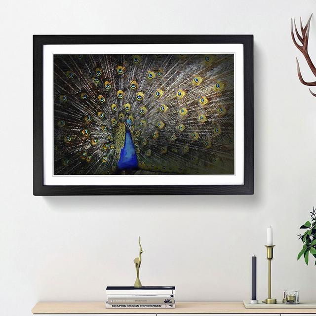 Peacock with Outstretched Feathers - Picture Frame Graphic Art Print on MDF East Urban Home Size: 27cm H x 36cm W x 2cm D, Frame Option: Black Framed on Productcaster.