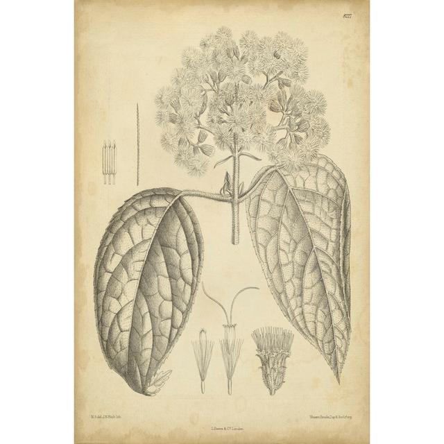 Vintage Curtis Botanical I by Curtis - Wrapped Canvas Art Prints August Grove Size: 122cm H x 81cm W x 3.8cm D on Productcaster.