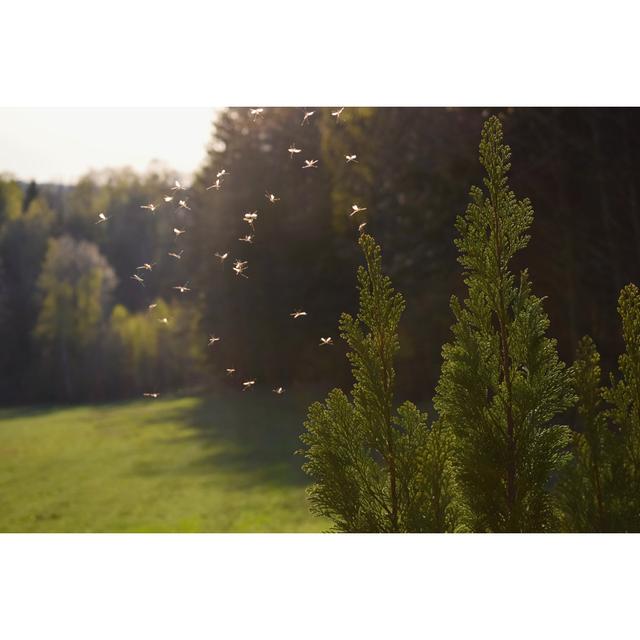 Mosquitos Flying In Sunset Light by Tunatura - Wrapped Canvas Print Ebern Designs Size: 50.8cm x 76.2cm on Productcaster.