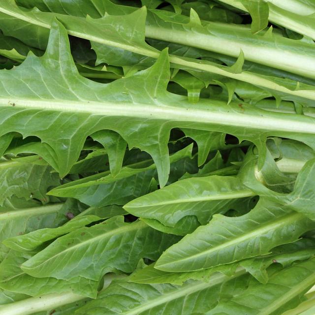 Green Chicory Foliage by Mkistryn - Wrapped Canvas Photograph Latitude Run Size: 51cm H x 51cm W on Productcaster.