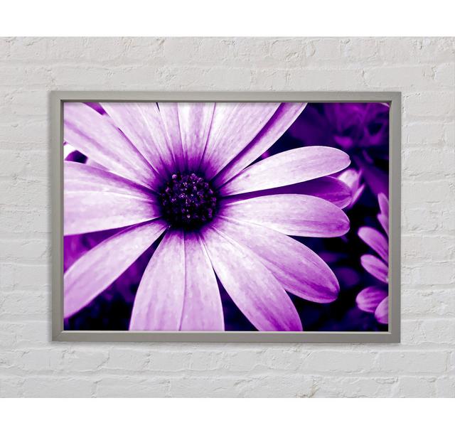 Purple Daisy Petals - Print Latitude Run Size: 84.1cm H x 118.9cm W x 3.3cm D, Format: Black Framed Canvas on Productcaster.