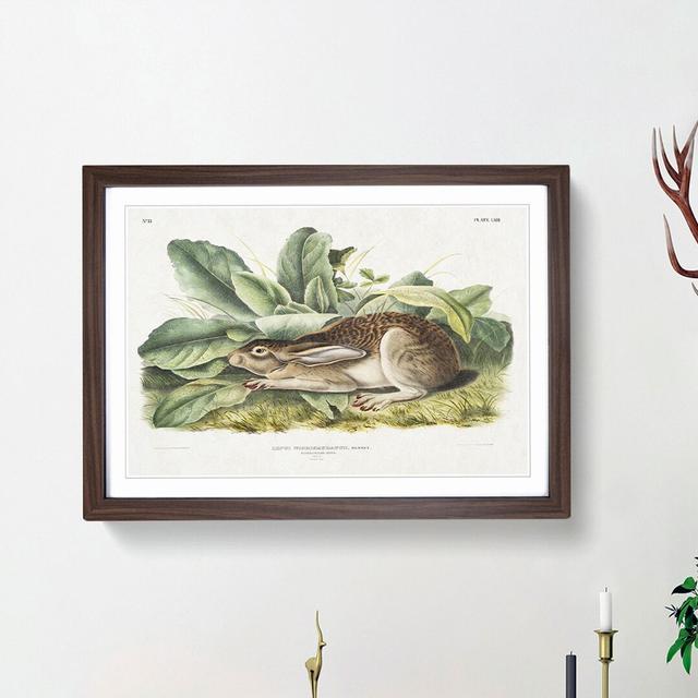 Black-Tailed Hare by J.W. Audubon - Picture Frame Art Print East Urban Home Size: 48cm H x 65cm W x 2cm D, Frame Option: Walnut Framed on Productcaster.