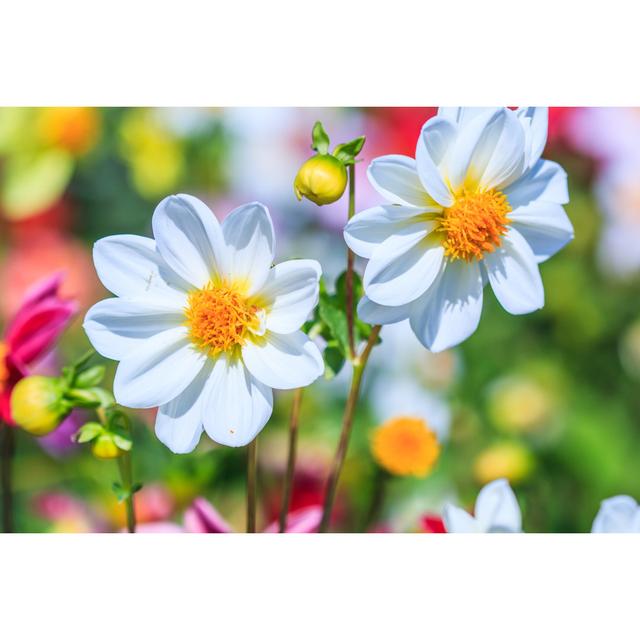 Chappaqua Dahlia Flowers In Garden - Wrapped Canvas Print Latitude Run Size: 61cm H x 91cm W x 3.8cm D on Productcaster.