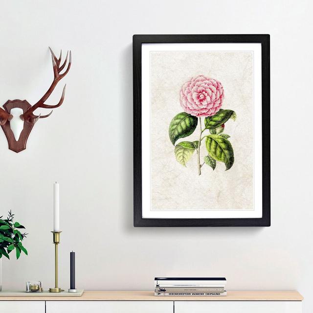 Pretty Pink Camellia Flower Illustration - Picture Frame Painting Print East Urban Home Size: 48cm H x 36cm W x 2cm D, Frame Option: Black Framed on Productcaster.