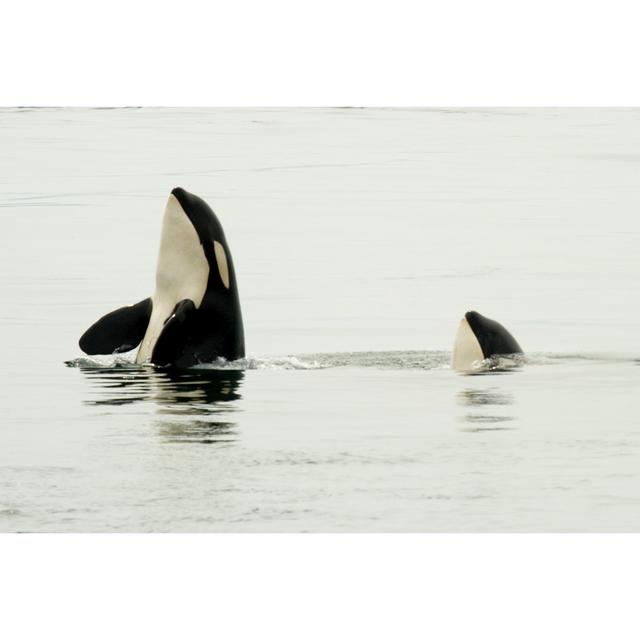 Two Orca''s Spyhopping Highland Dunes Size: 61cm H x 91cm W x 3.8cm D on Productcaster.