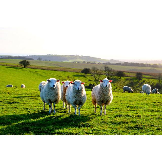 Four Sheep by Gill Copeland - Wrapped Canvas Photograph Brambly Cottage Size: 20cm H x 30cm W on Productcaster.