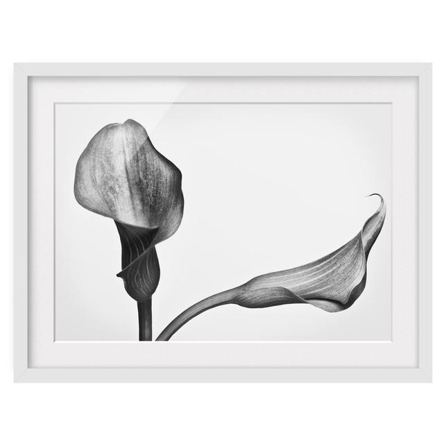 Calla Close-Up Black & White - Picture Frame Graphic Art Rosalind Wheeler Frame Option: White, Size: 30cm H x 40cm W x 2cm D on Productcaster.