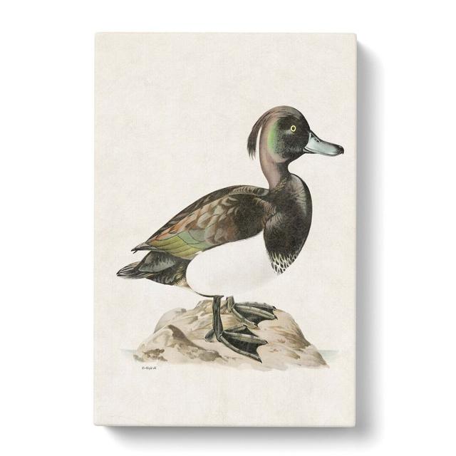 Ferruginous Duck by Von Wright - Wrapped Canvas Painting Print East Urban Home Size: 76cm H x 50cm W x 3cm D on Productcaster.