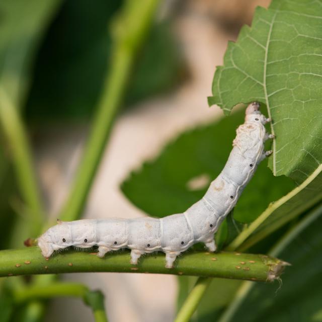 Silkworm by Liufuyu - Wrapped Canvas Photograph Latitude Run Size: 76cm H x 76cm W on Productcaster.