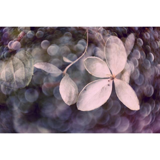 Purple Hydrangea by Judy Stalus - Wrapped Canvas Print Ebern Designs Size: 81cm H x 122cm W on Productcaster.