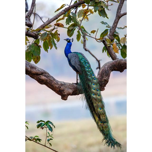 Peacock by Henk Bogaard - Wrapped Canvas Print 17 Stories Size: 91cm H x 61cm W on Productcaster.