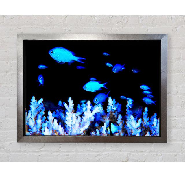 The Ocean World Framed Print Bright Star Size: 59.7cm H x 84.1cm W on Productcaster.