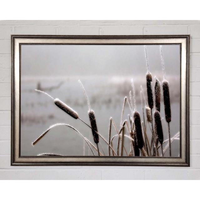 Frosted Cattails - Single Picture Frame Art Prints Ebern Designs Size: 21cm H x 29.7cm W x 1.5cm D on Productcaster.