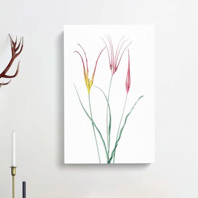 Horned Tulip Flowers by Pierre-Joseph Redoute - Wrapped Canvas Painting Print East Urban Home Size: 50cm H x 35cm W x 3cm D on Productcaster.