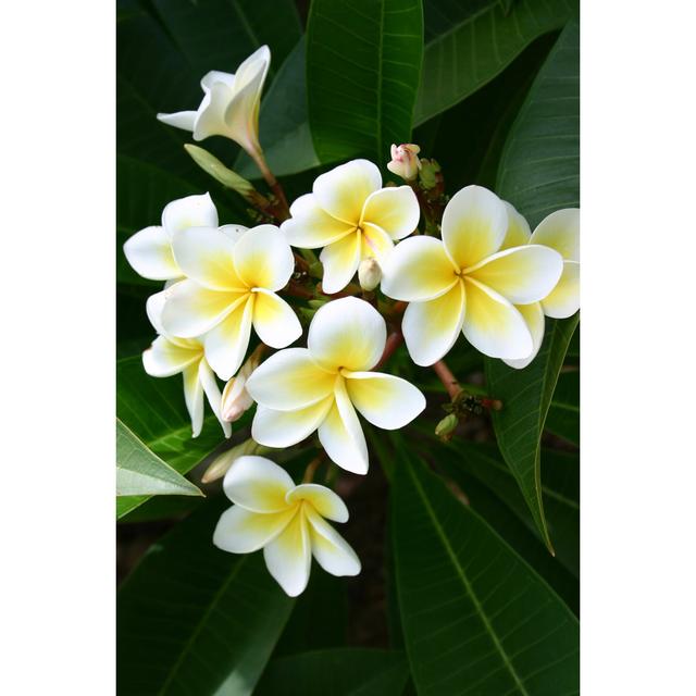 Frangipanis by Davidf - Print 17 Stories Size: 30cm H x 20cm W on Productcaster.