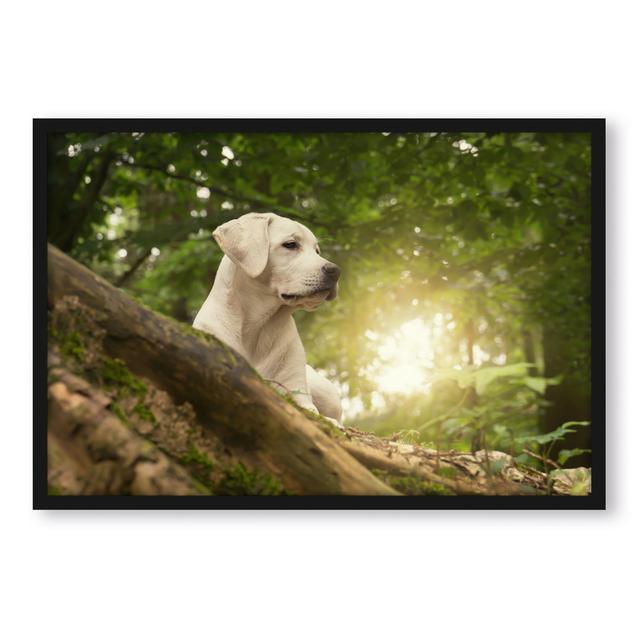 Gerahmter Fotodruck Labrador Welpe im Wald ModernMoments Größe: 38 cm H x 30 cm B x 2.5 cm T on Productcaster.